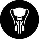 testis.jpg